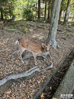 奈良小鹿