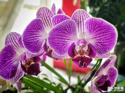 【光影里的五彩斑斕】花葉如畫