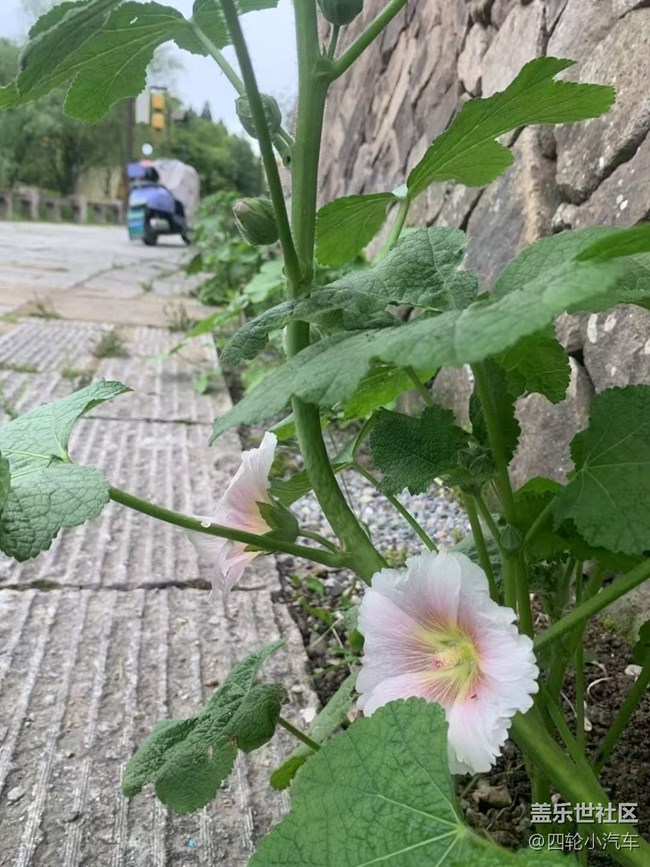 【浪漫盛夏季】漂亮的花