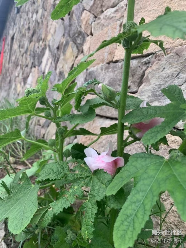 【浪漫盛夏季】漂亮的花