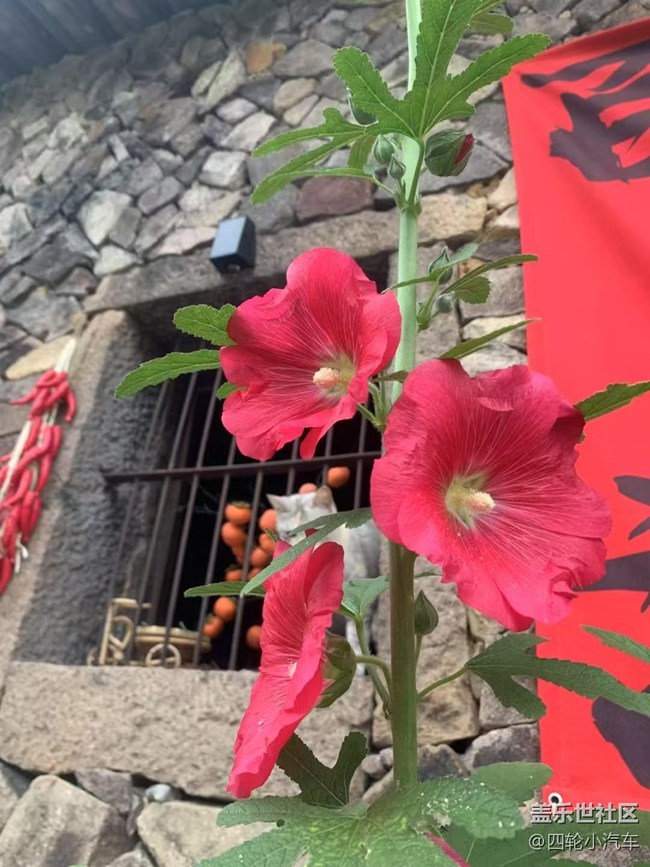 【浪漫盛夏季】漂亮的花