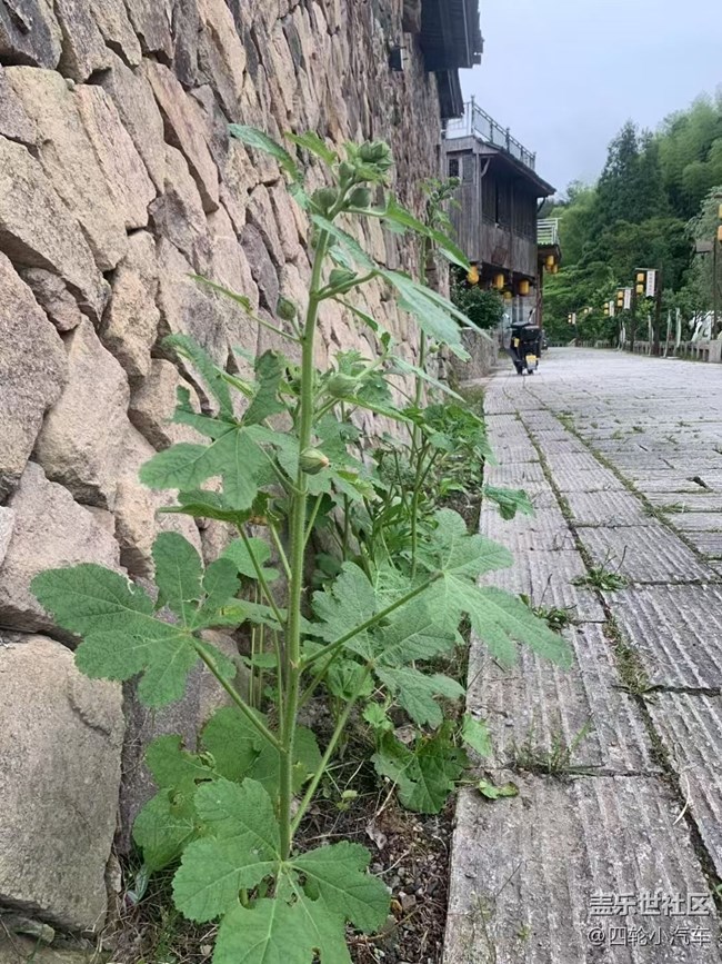 【浪漫盛夏季】漂亮的花