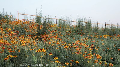 已開獎(jiǎng)【蓋樂世影像周賽第402期】——花開半夏