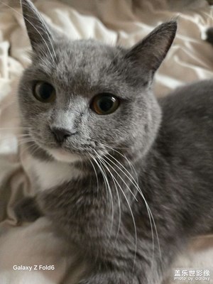 【光影里的五彩斑斕】家有萌貓，生活不枯燥