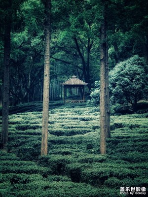 【光影里的五彩斑斕】梅雨季的虎丘