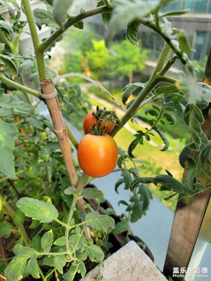 【光影里的五彩斑斕】陽(yáng)臺(tái)的果實(shí)