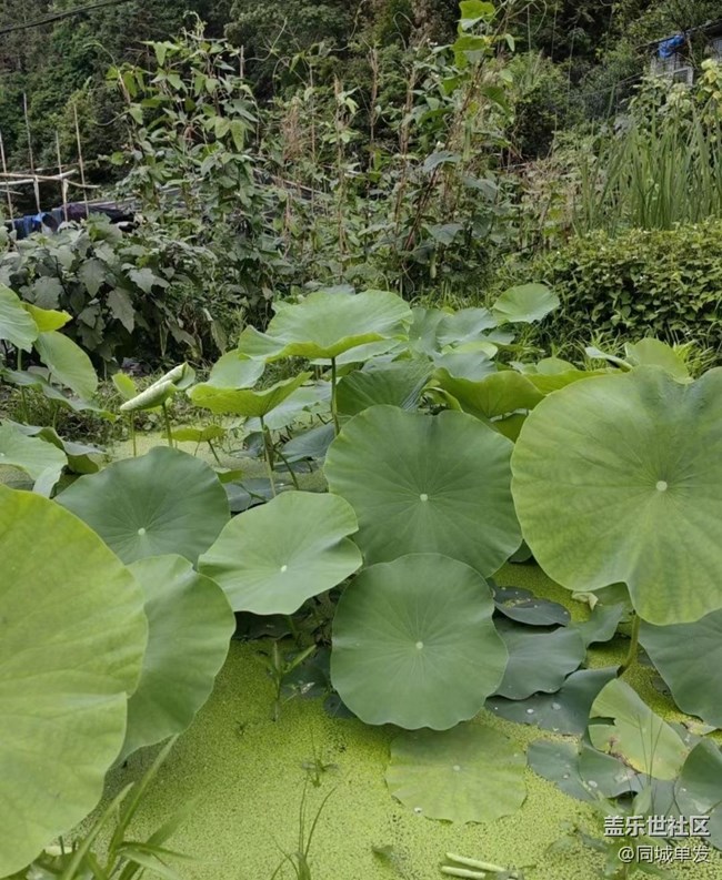 【浪漫盛夏季】山里人的夏天