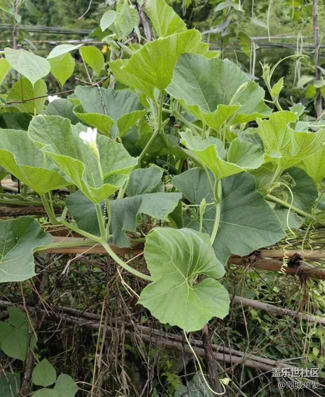 【浪漫盛夏季】山里人的夏天