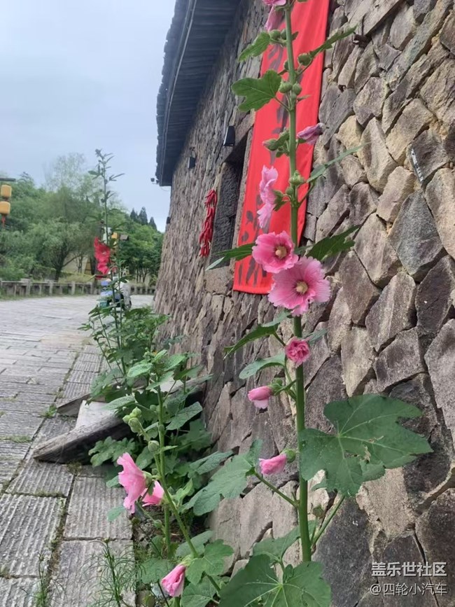 【浪漫盛夏季】漂亮的花