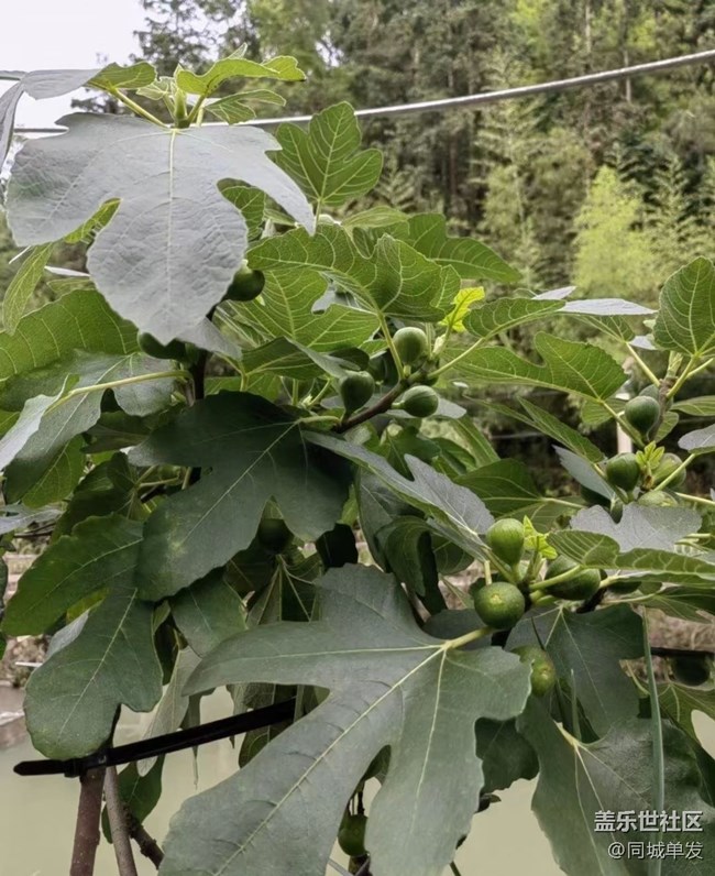 【浪漫盛夏季】山里人的夏天
