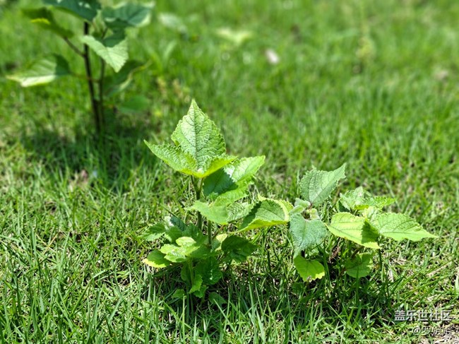 #六月江南暑未闌——?竹林