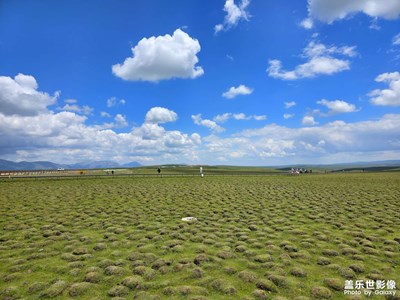 【光影里的五彩斑斕】+夏日草原
