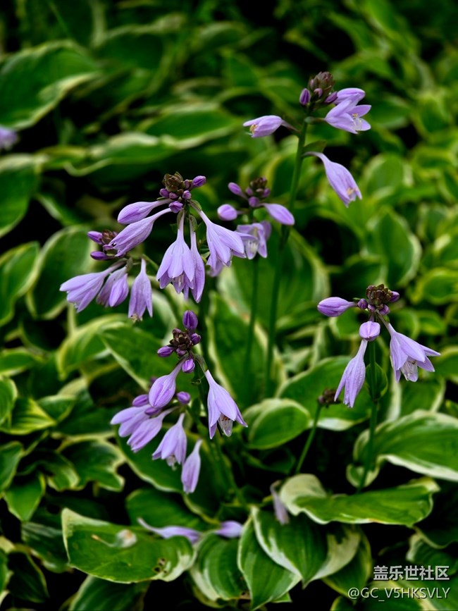 #六月江南暑未闌——?紫色的花