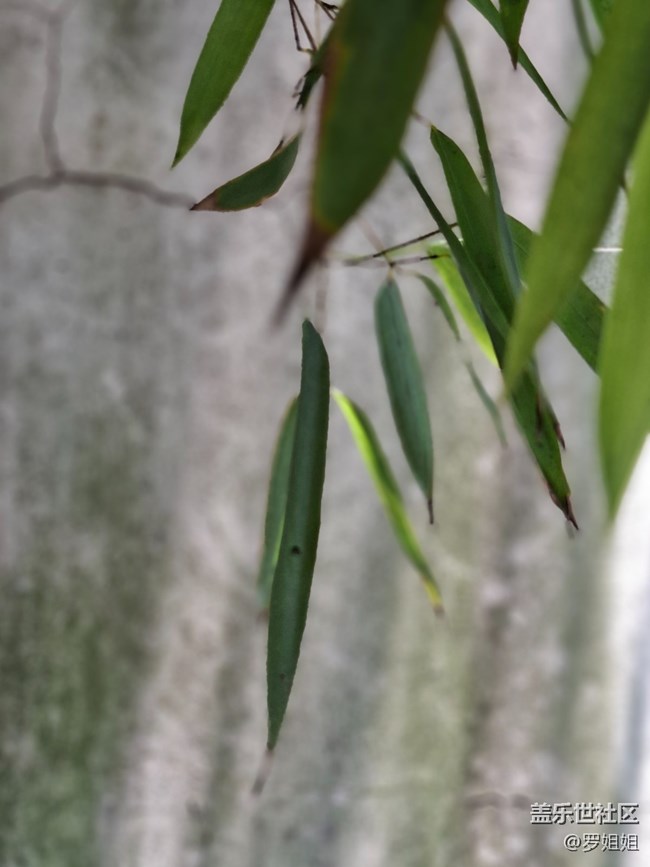 #六月江南暑未闌——?竹林