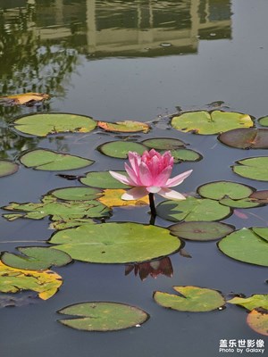 小區(qū)池塘的睡蓮