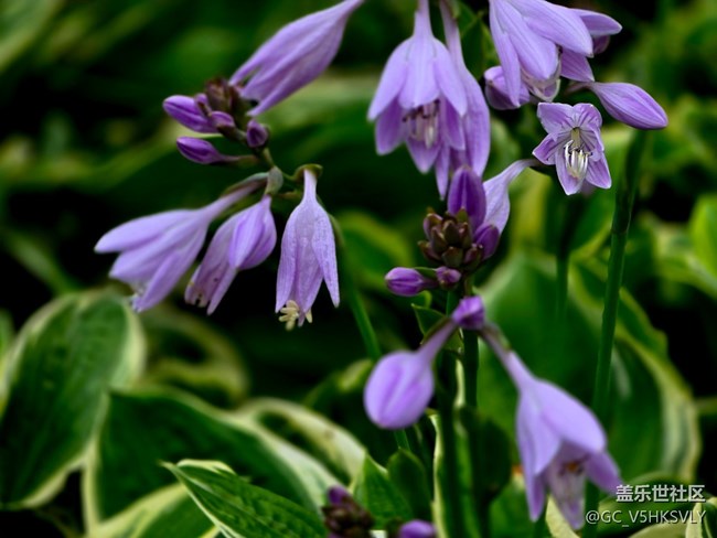 #六月江南暑未闌——?紫色的花