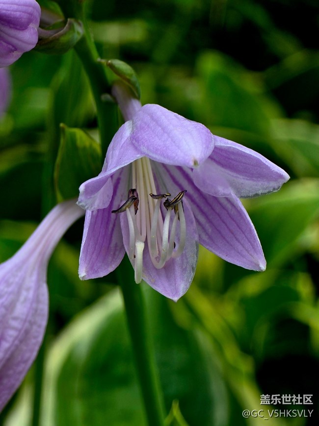 #六月江南暑未闌——?紫色的花