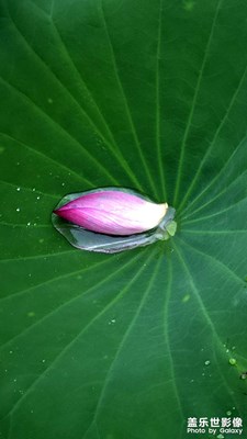 【鏡頭里的六月】+ 六月的荷花