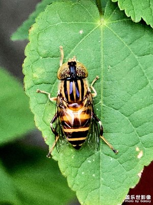 ［光影里的五彩斑斕］造訪花園里