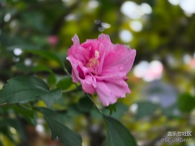 #六月江南暑未闌——小雨