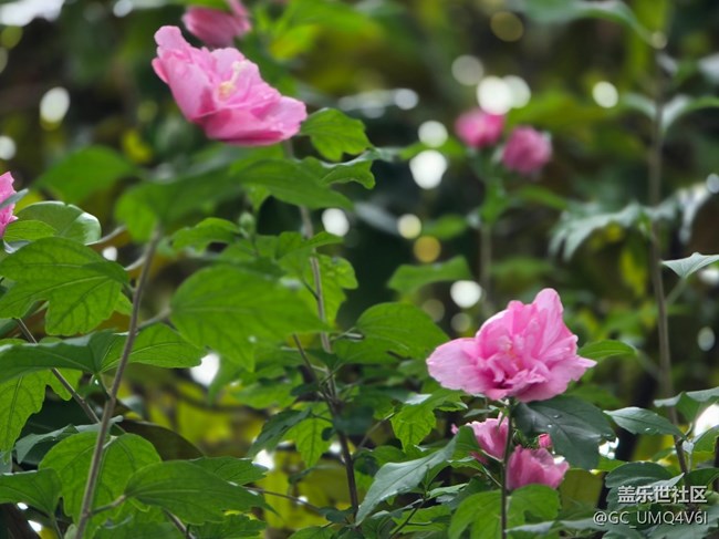 #六月江南暑未闌——小雨