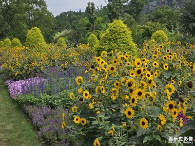 【光影里的五彩斑斕】夏日繁花