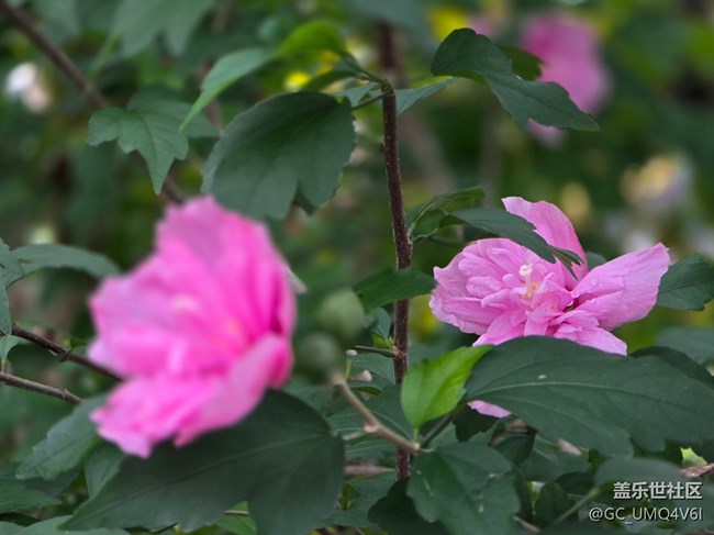 #六月江南暑未闌——小雨