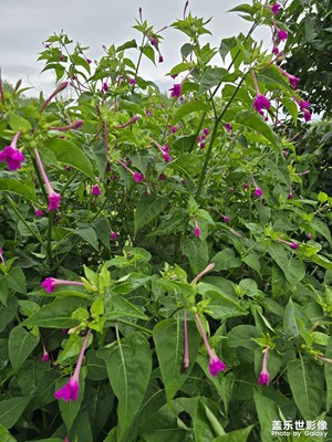 【光影里的五彩斑斕】+夏日花兒