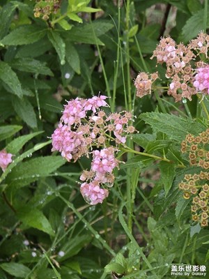 【光影里的五彩斑斕】+雨后夏日
