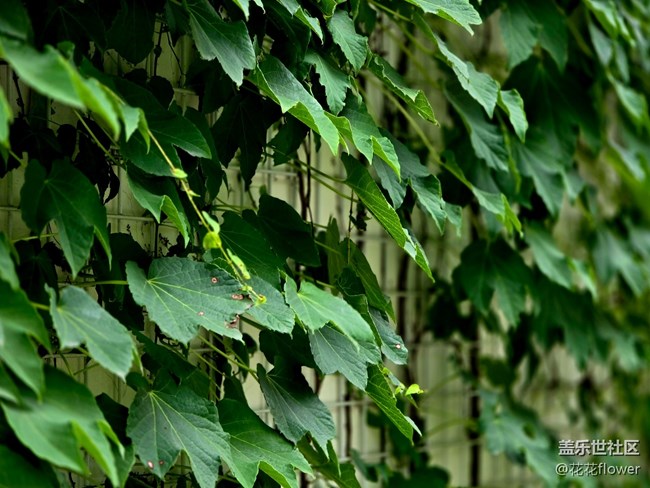 【UBOX桃蔓里創(chuàng)意藝術(shù)社區(qū)citywalk攝影活動】+走走拍拍