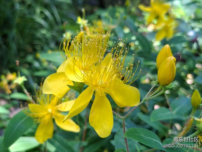 #六月江南暑未闌——金色花朵