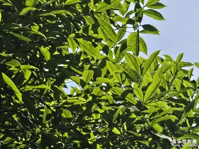 【光影里的五彩斑斕】+五彩斑斕的世界