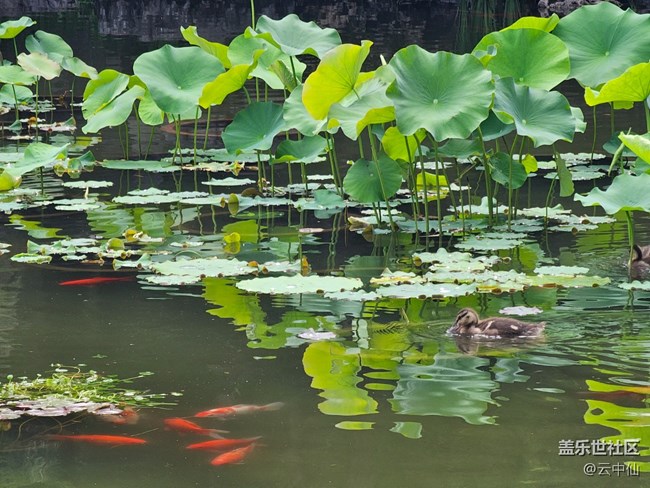 【 粽夏童趣】魚游鴨戲水