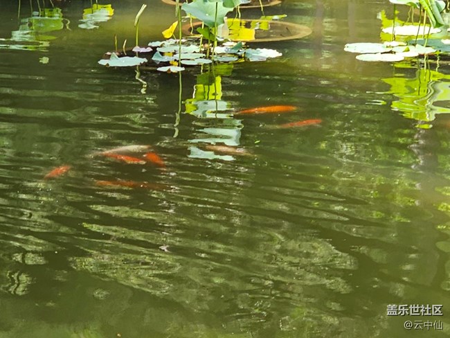 【 粽夏童趣】魚游鴨戲水