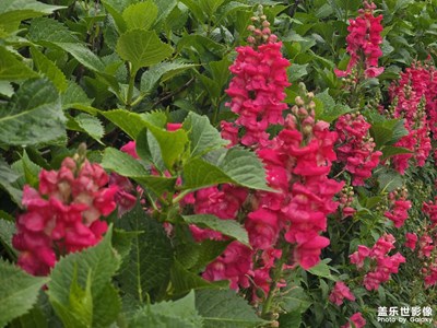 【光影里的五彩斑斕】+生活片段