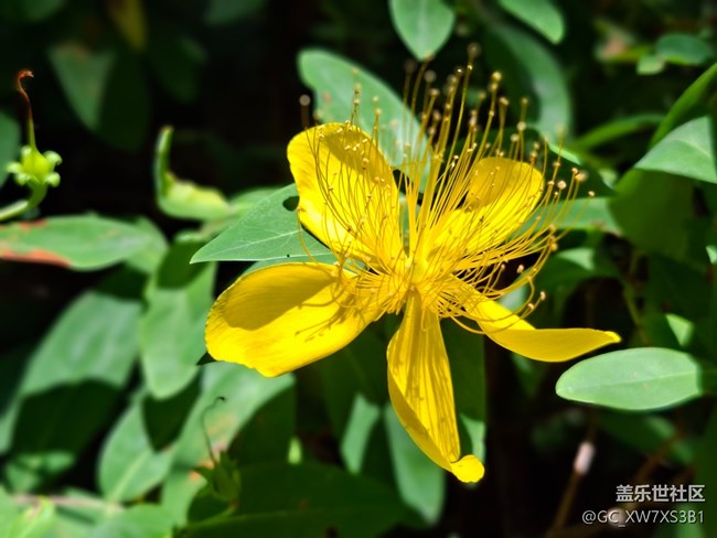 #六月江南暑未闌——金色花朵