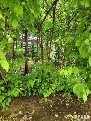 【光影里的五彩斑斕】+夏日清涼