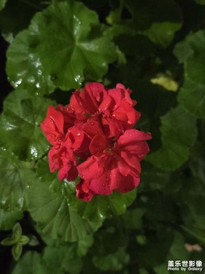 【光影里的五彩斑斕】+夜晚看花