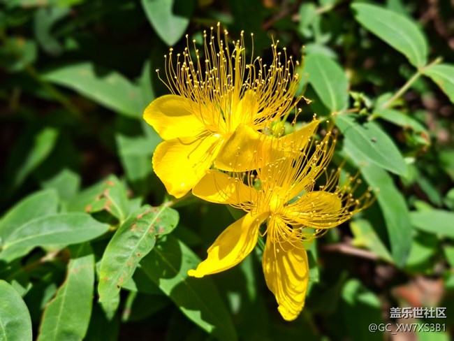 #六月江南暑未闌——金色花朵