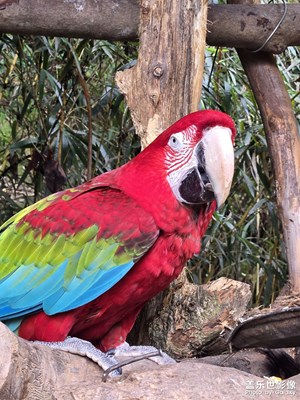 【光影里的五彩斑斕】+鳥兒的樂園