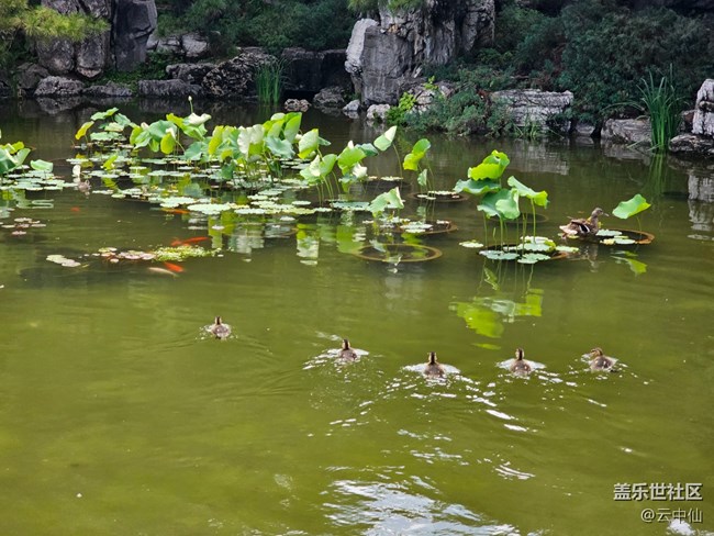 【 粽夏童趣】魚游鴨戲水