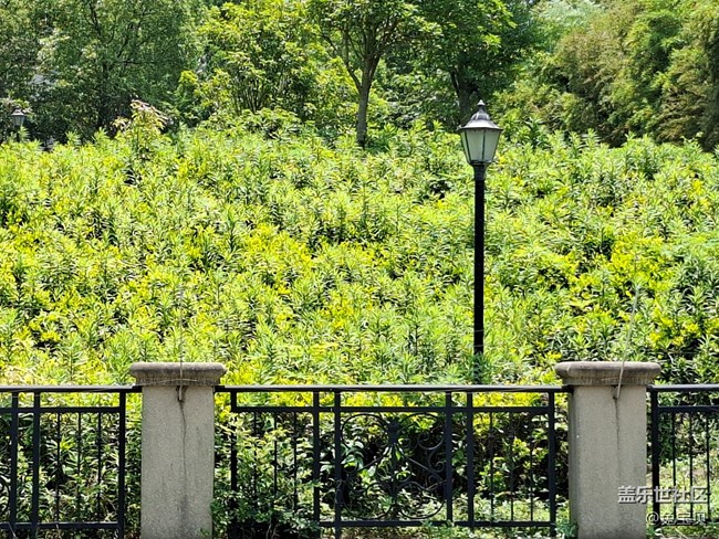 #六月江南暑未闌——夏日