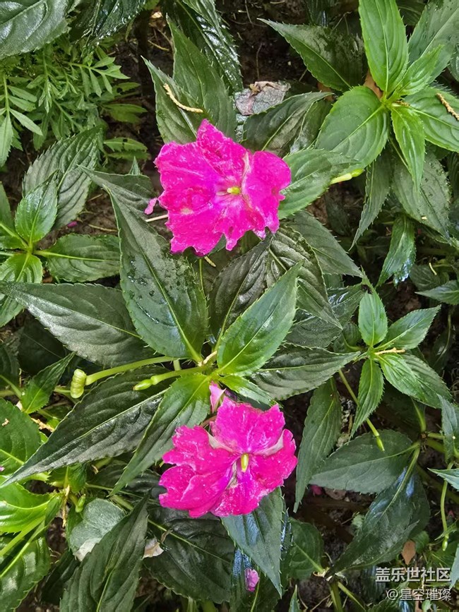 【 粽夏童趣】游園賞花