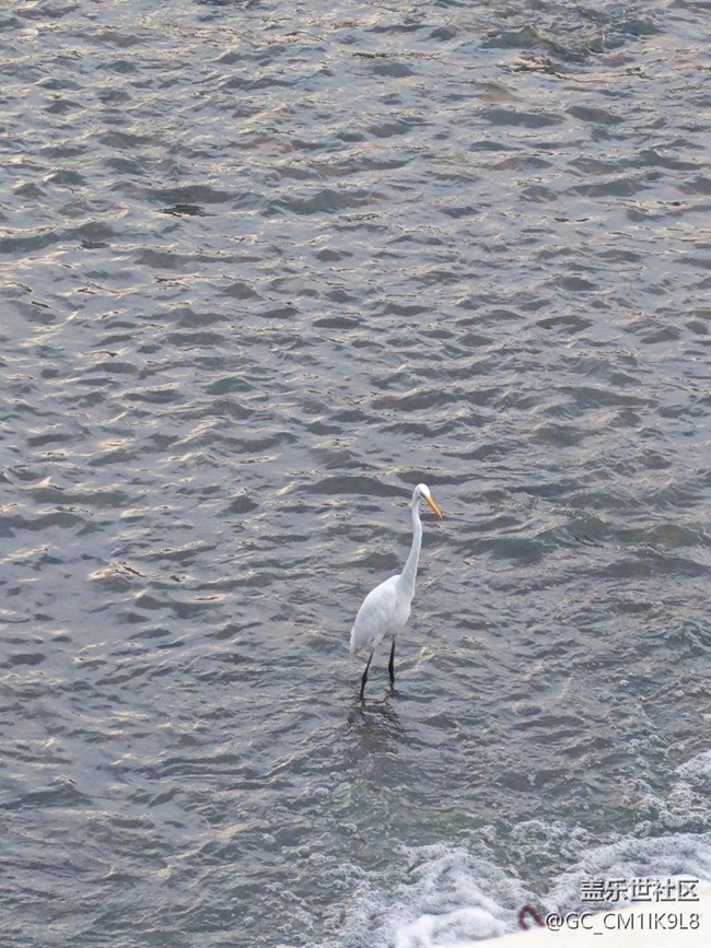 【鵬城夜景】鵬城黃昏