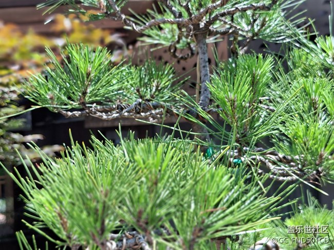 #六月江南暑未闌——松樹