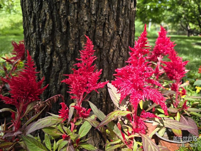 【 粽夏童趣】游園賞花