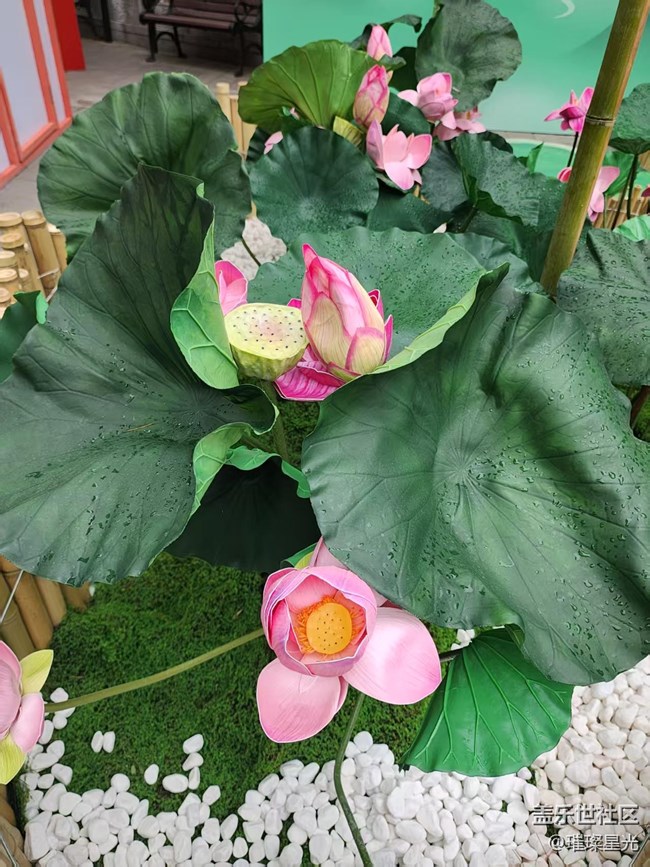 【 粽夏童趣】端午賞花