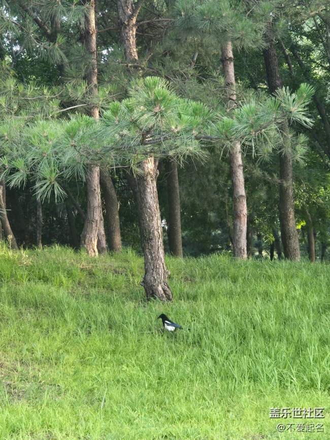 【 粽夏童趣】林間喜鵲