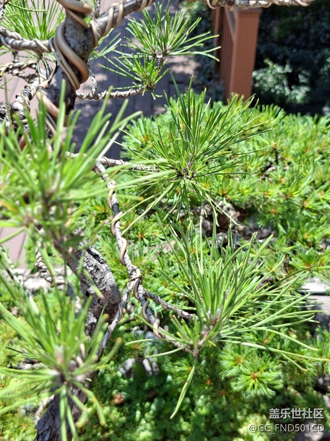 #六月江南暑未闌——松樹