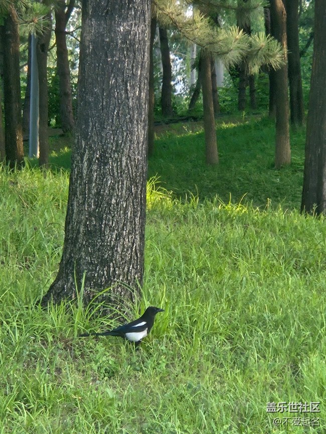 【 粽夏童趣】林間喜鵲
